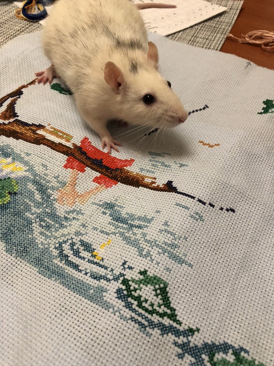 Восхищенный знакомый. Фото автора 