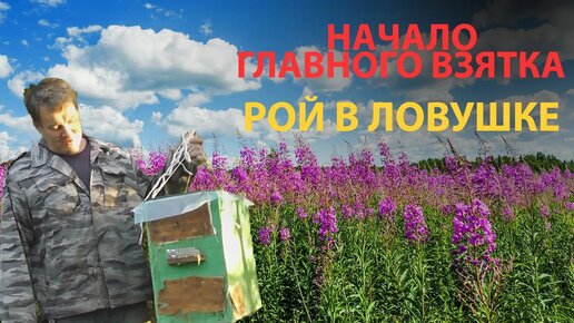 Ловушки , Иван-чай и Борщевик _ Главный взяток 2023 #пчеловодство