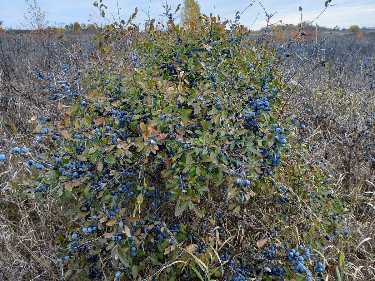 Осенью терновые кусты стоят усыпанные плодами