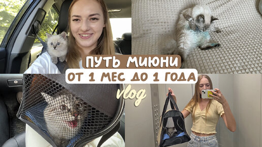 МЫ ЗАВЕЛИ КОТЕНКА ❤️ первая треш ночь вместе, лечение ушного клеща, стерелизация на 10 месяце