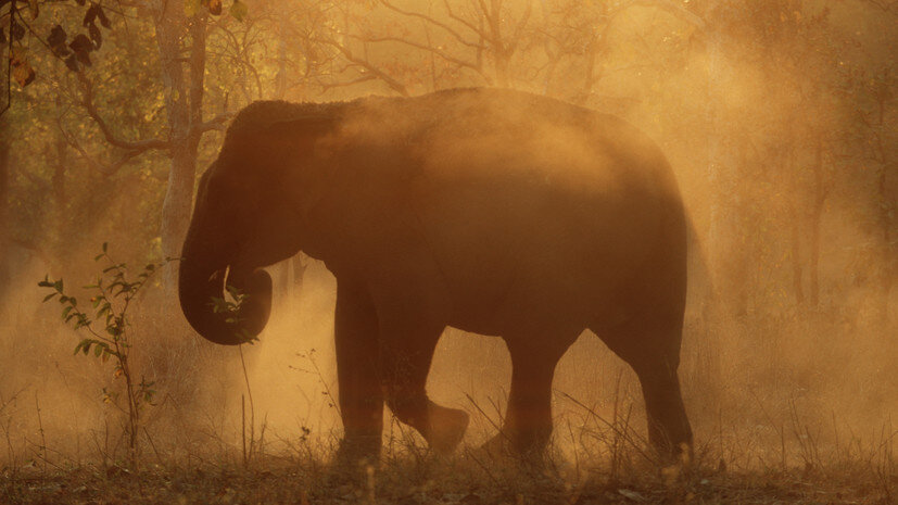   Gettyimages.ru Martin Harvey