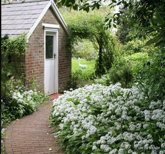 Заросли черемши в саду (фотография профессионального садового фотографа Андрея Лысикова)