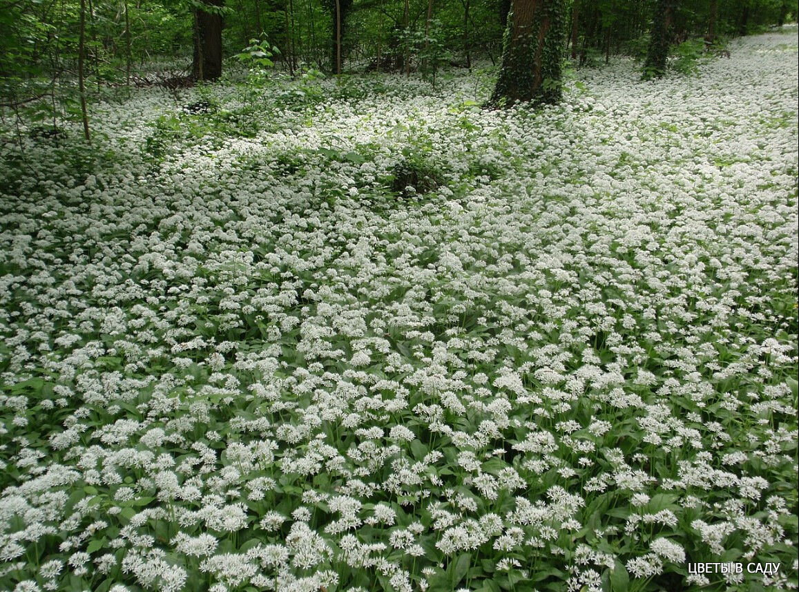 Заросли черемши в природе