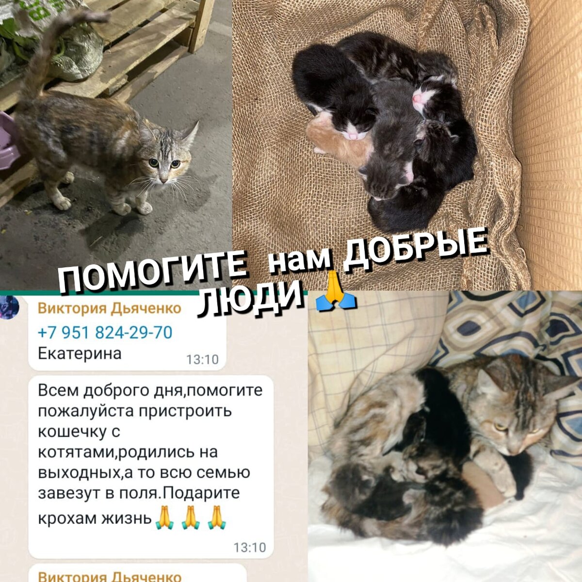 У нас пополнение, кошачья семья, мама и детки 7 котят, которую хотели  выкинуть | Кураторы Света и Мила помогаем животным Ростов на Дону и  область. | Дзен