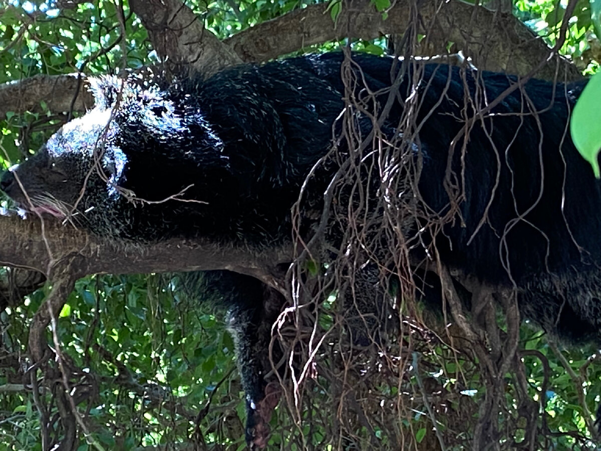 Зоопарк  2023г бинтуронги, максимально приблизила камеру, чтобы сделать фото,, рукой не дотянуться.  