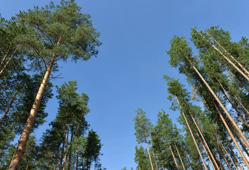    Фото: Минприроды Забайкальского края