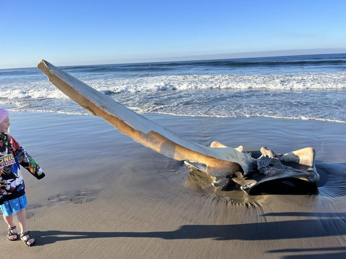    Гигантский череп на пляже Pajaro Dunes в Калифорнии, США© Фото : Krystal Scarborough