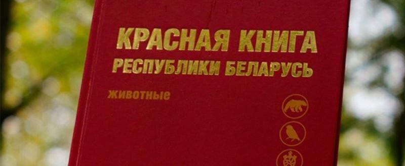 Красная книга беларуси сайт