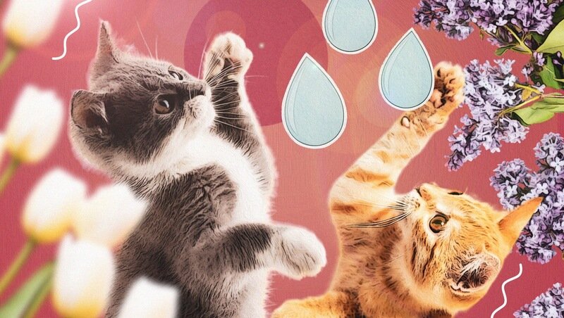      Фото: ИА «Победа26»