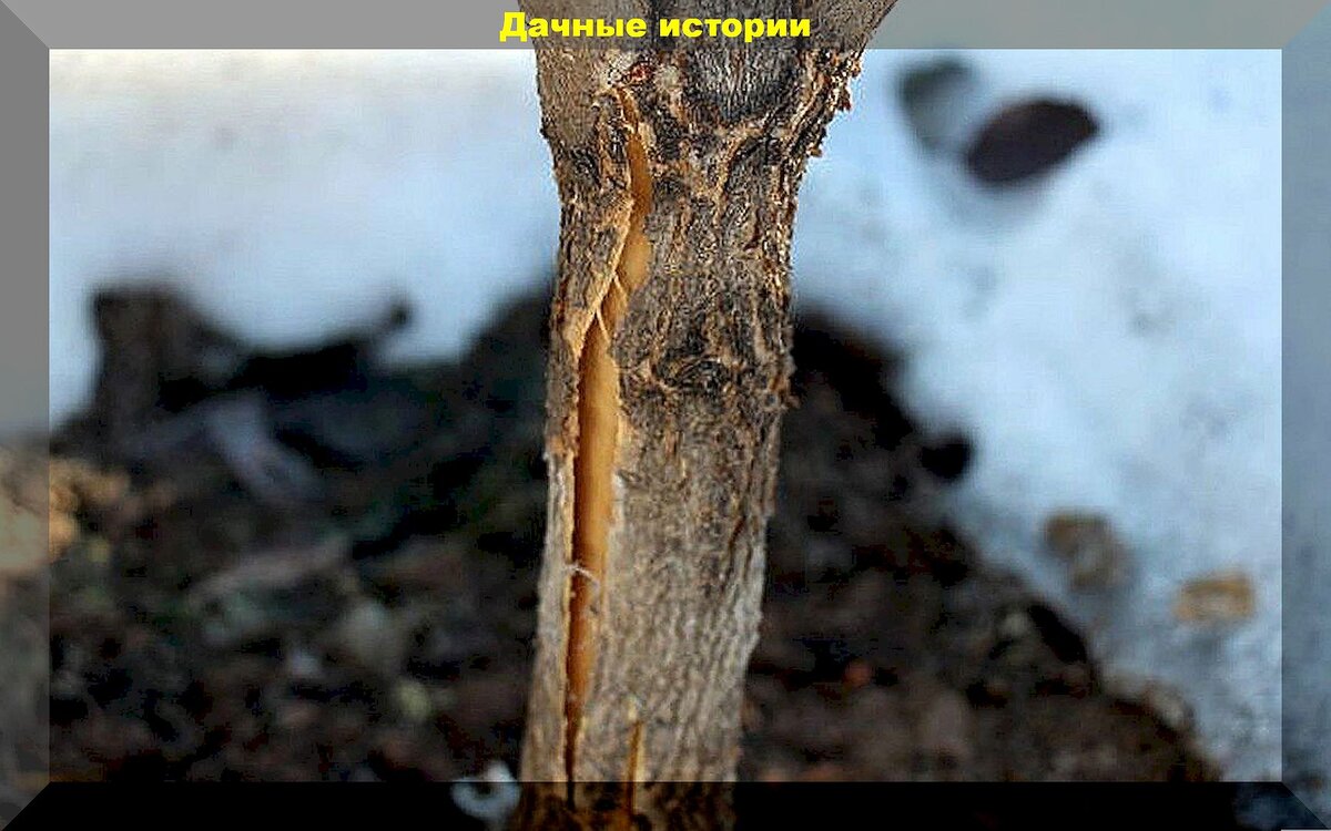 https://vk.com/photo-159774511_457264251. Морозобоины на коре яблони