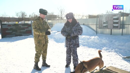 Подготовка служебных собак