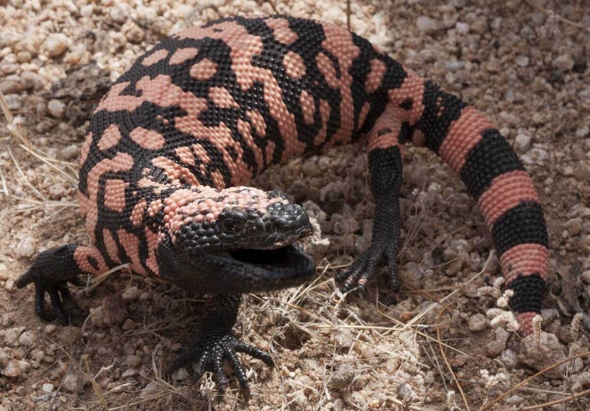 Как определить пол ящерицы прыткой. У ящерицы отрастает хвост. Ящерица живородящая в кемеровской области. Чего нет у ящериц. Ящерица откинула хвост.