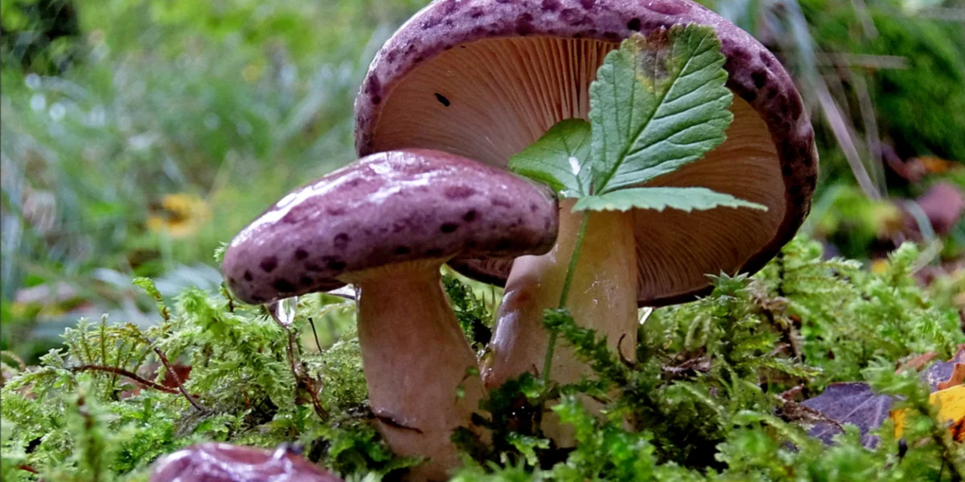 Гладыш. Один из лучших млечников, которые растут в России.