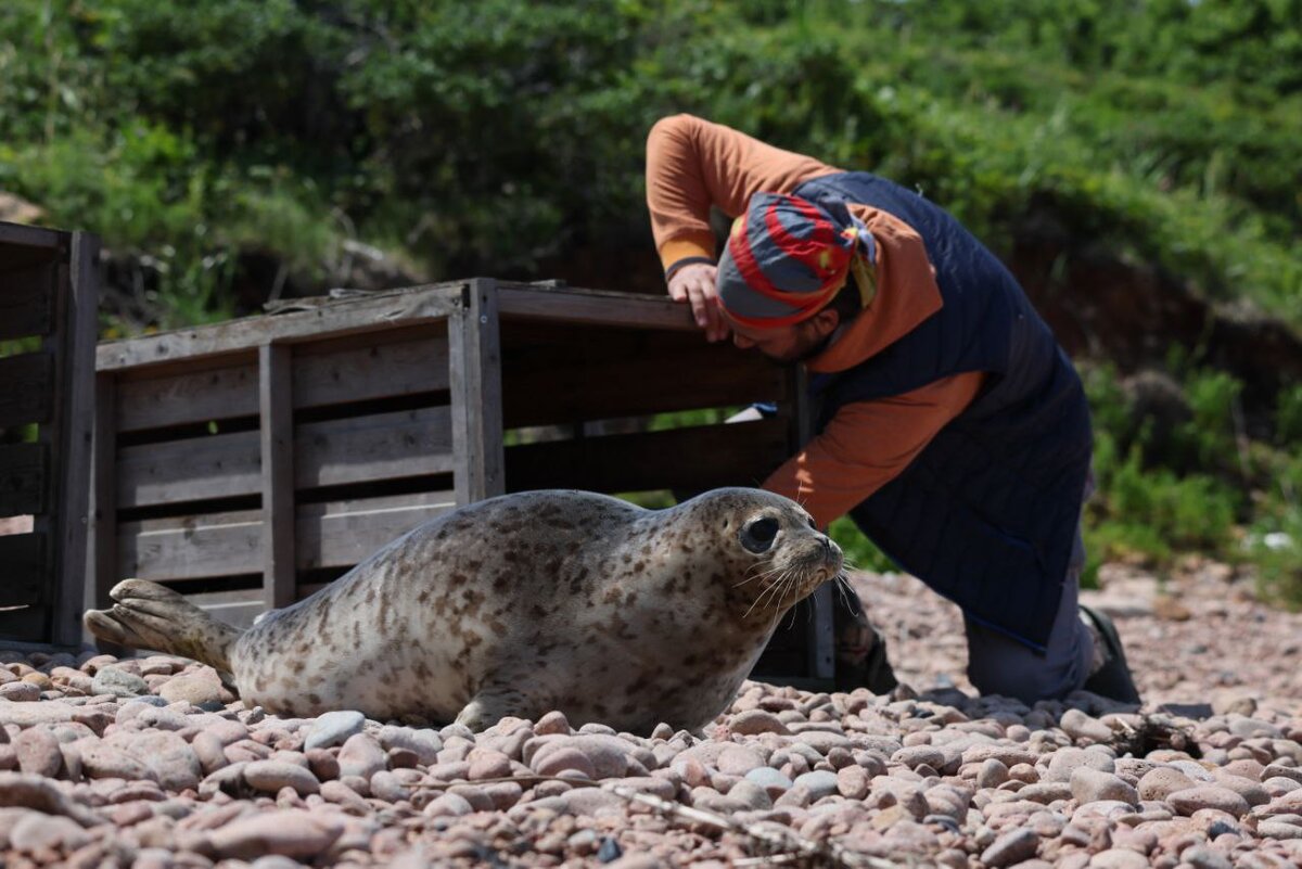 Морской зоопарк. Водные млекопитающие. Морской зоопарк. Морской зоопарк сочи. Тюлень в зоопарке.
