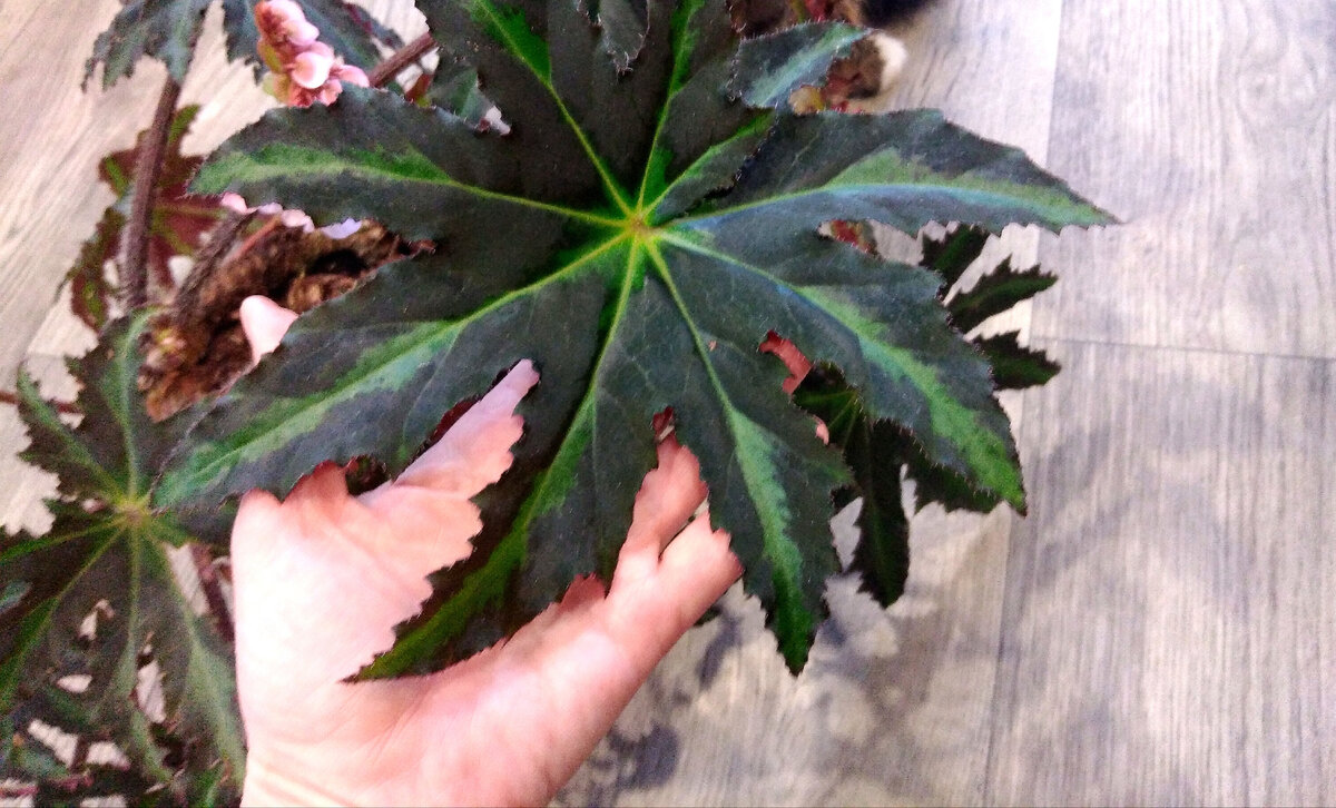 Размер листа впечатляет