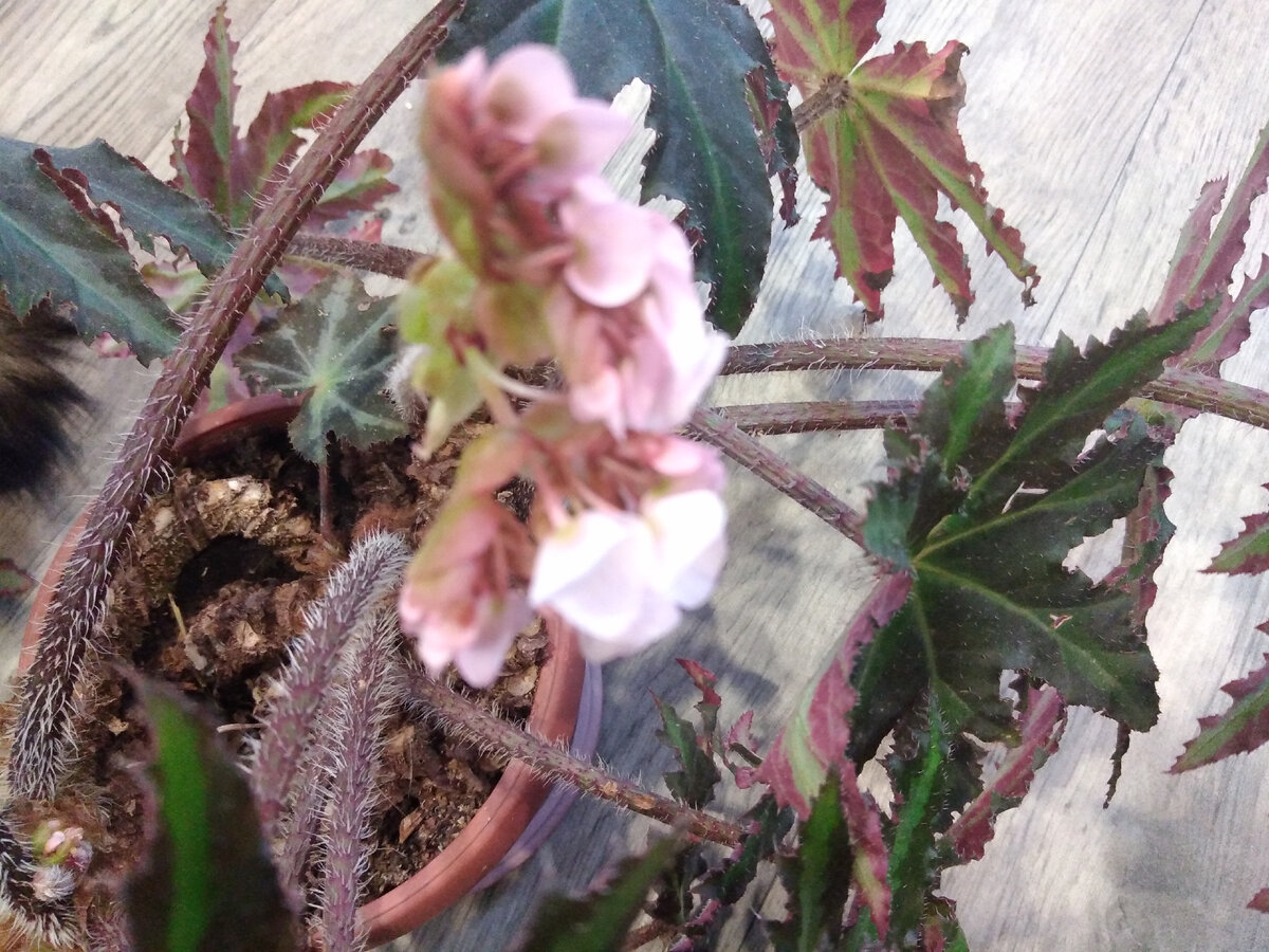 Как правило, цветонос не один