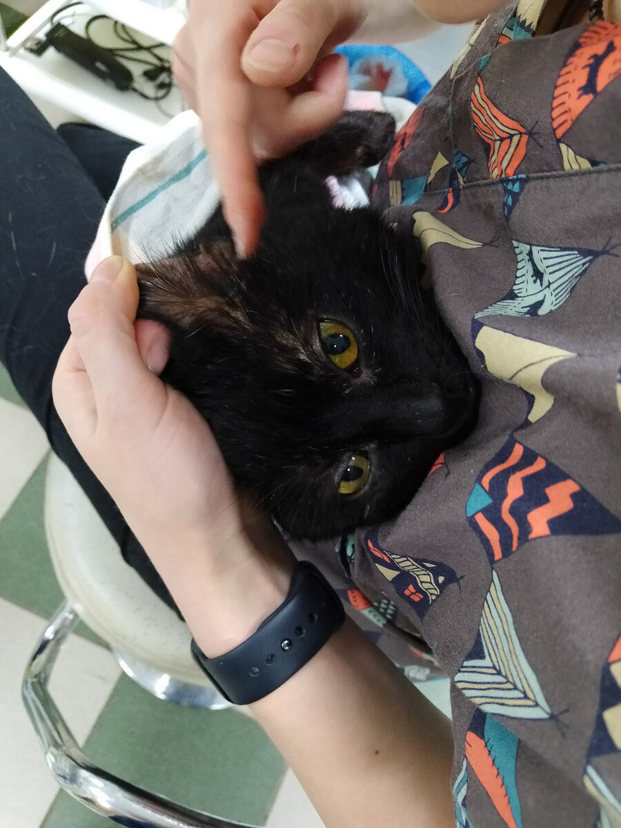 Обработка ушей. 