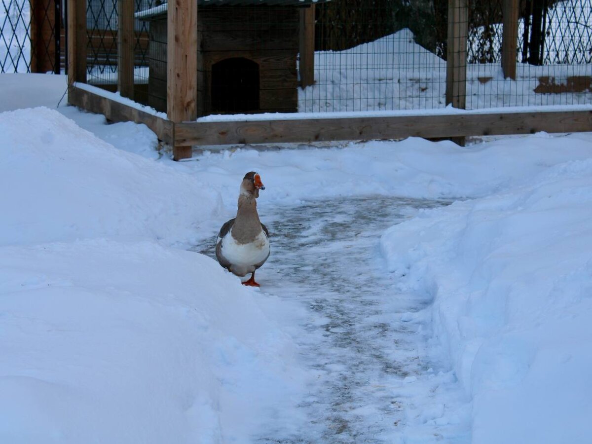 Суздальский музей деревянного зодчества. г. Суздаль. Листайте дальше, чтобы увидеть больше.