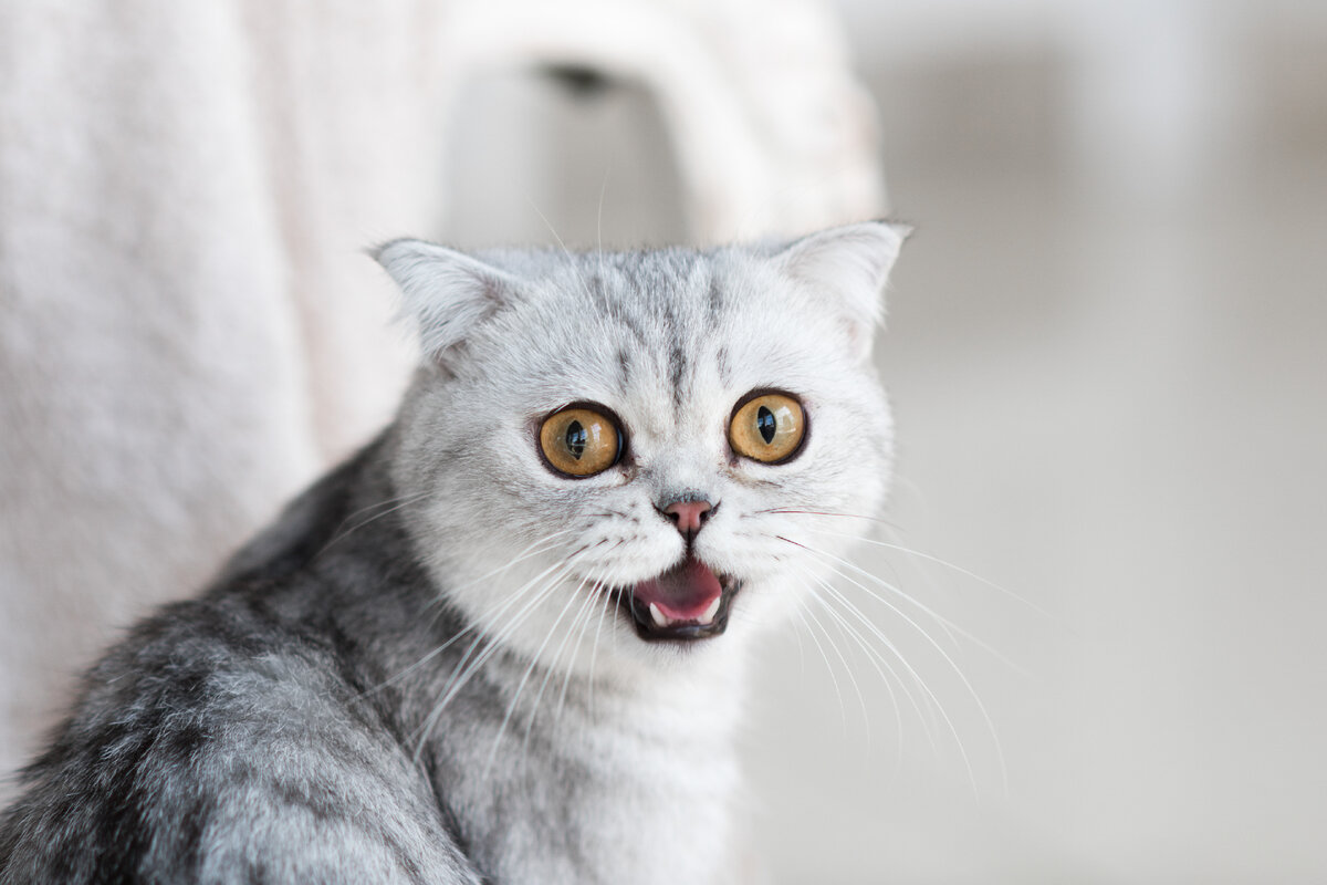 Если вы когда-нибудь задавались вопросом, почему кошка мяукает, когда вы с ней разговариваете, то у нас есть ответ!  1. Чтобы подтвердить, что она слышит вас.