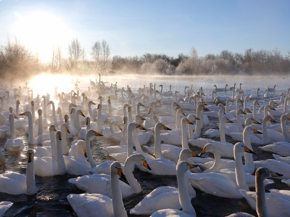 Лебеди-кликуны