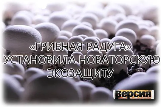 Шампиньоны возглавили грибной бум gribnaya-raduga.ru