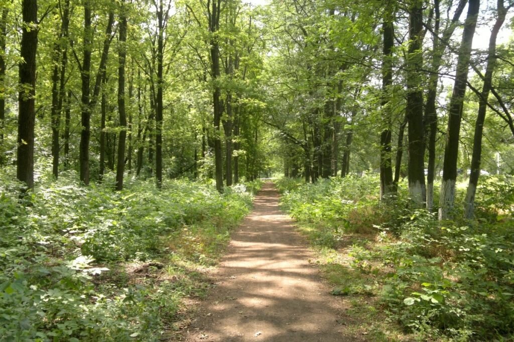 Лазовский заповедник тисовая роща. Березовая роща 6. Сосновая роща кисловодск. Роща 6. Берёзовая роща, 6.