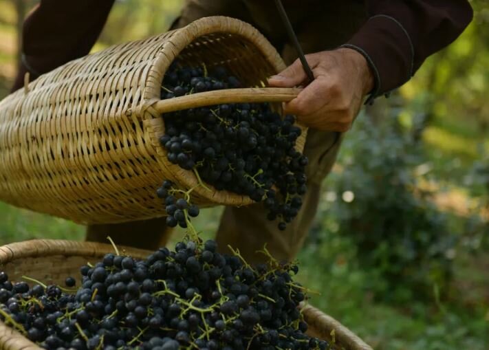 Сбор винного винограда (иллюстрация из открытых источников)