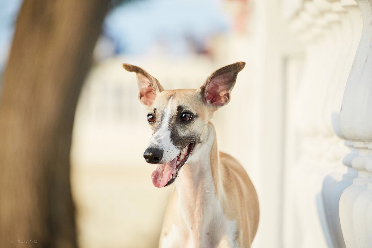 Как у вас собаки нет? 