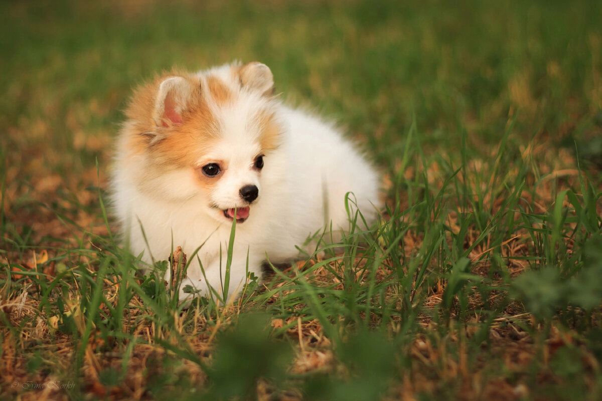 Да разве ж можно прожить жизнь без собаки? 