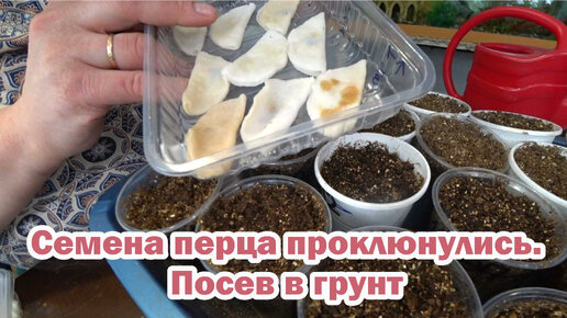 Высаживаем пророщенные семена перца