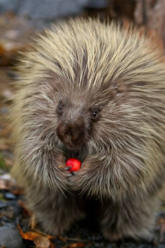 Дикобраз, здравствуйте