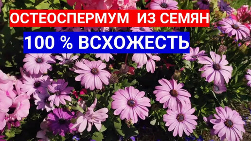 НЕ ГАДАЙТЕ, СЕЙТЕ РОМАШКУ ОСТЕОСПЕРМУМ НА РАССАДУ! КАК ВЫРАСТИТЬ ОСТЕОСПЕРМУМ ИЗ СЕМЯН