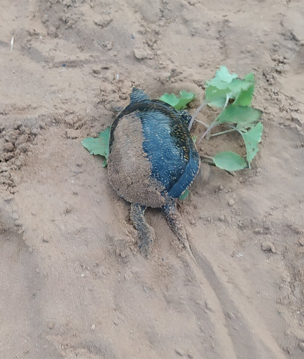 Пойманная черепаха идет домой. Отделалась легким испугом))) 