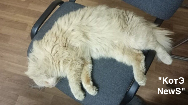 кот