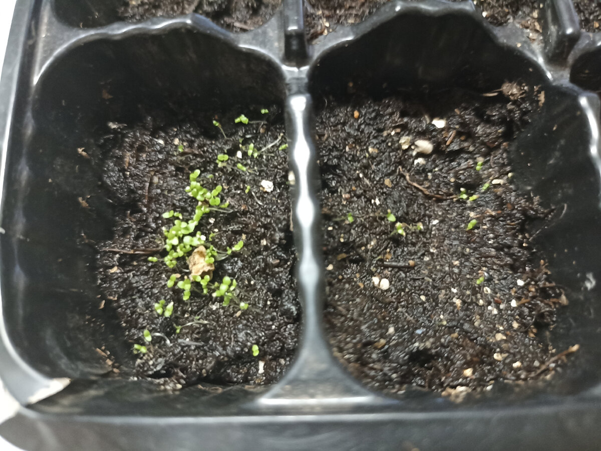 Входы лобелии через 10 дней поле посева. Фото автора