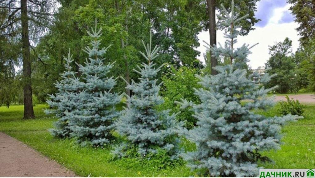 Ель голубая хупси в ландшафтном дизайне