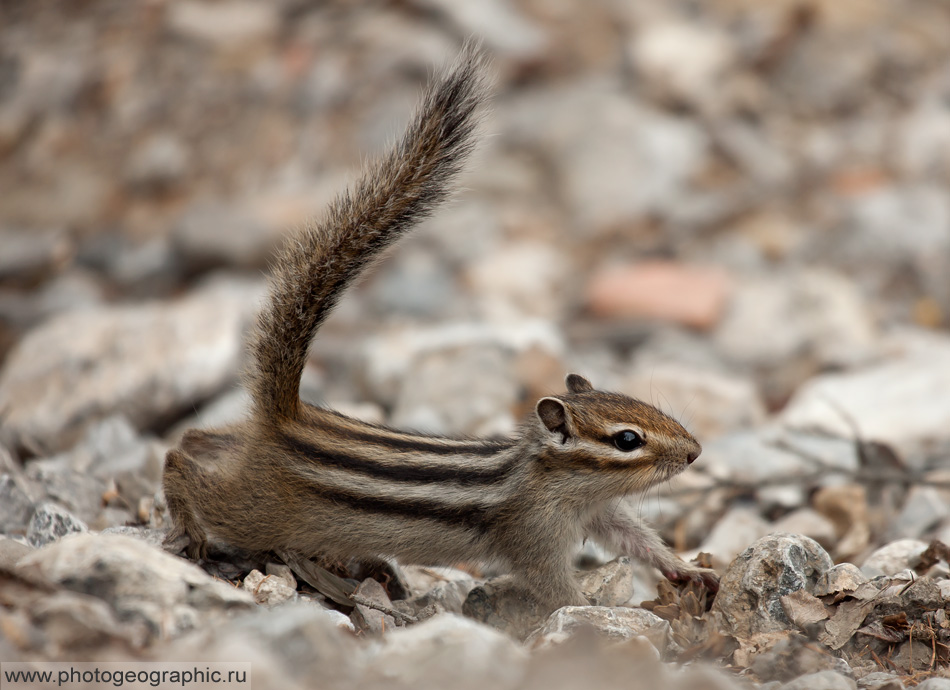 Вот такой у нас был сосед. Сильно был недоволен, ругался матом.