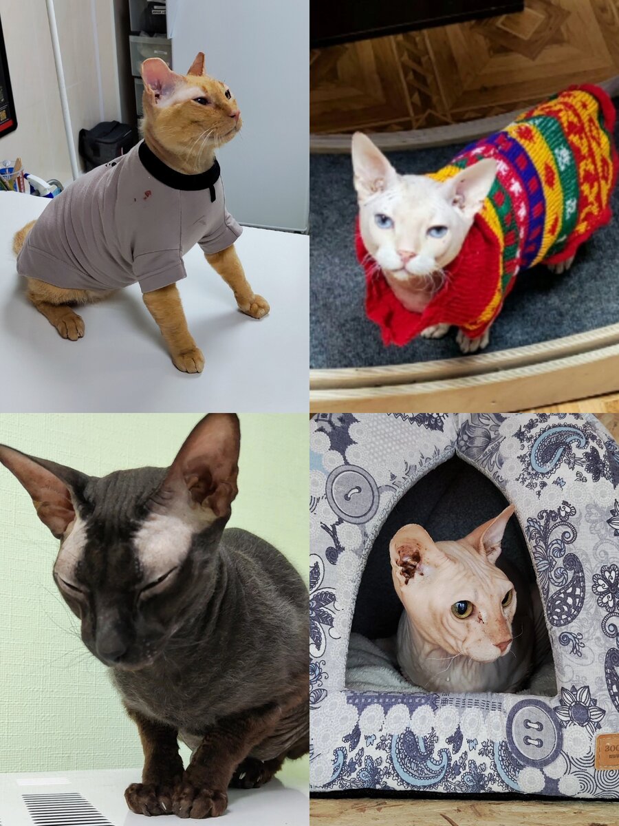 Янис, Рэми, Тиль, Рамзик