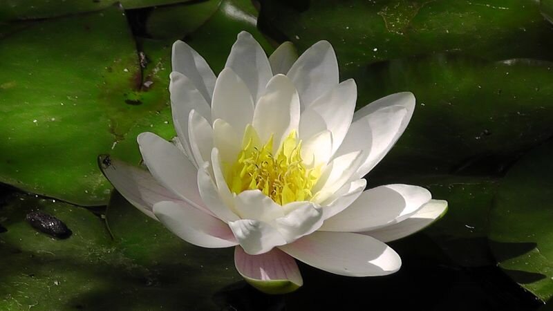 Белая лилия - моё фото