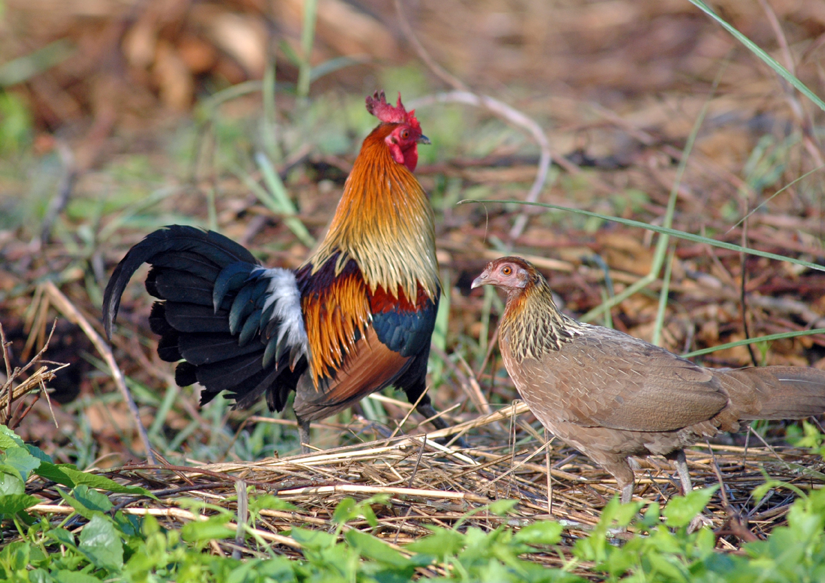 Grey Jungle Fowl #147 Bird photography, Fowl, Chicken breeds