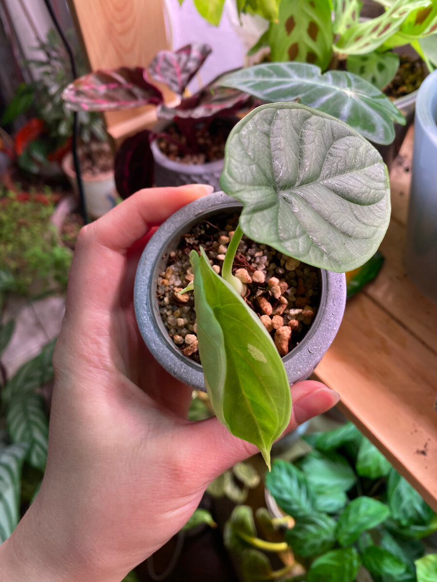 Малышка Алоказия в грунте из перлита, диатомита, кокосового торфа и крупного речного песка 