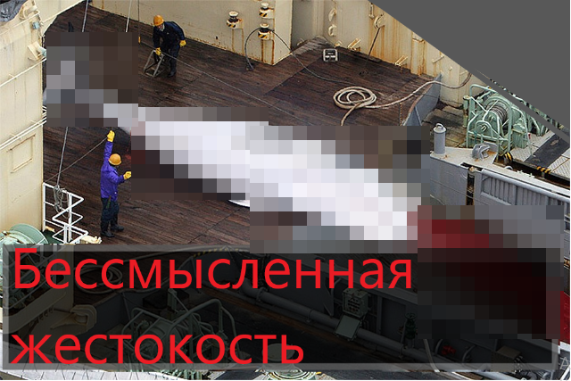 Администрация Дзена заблокировала статью, "потому что в ней были мёртвые киты". Так что... Вот