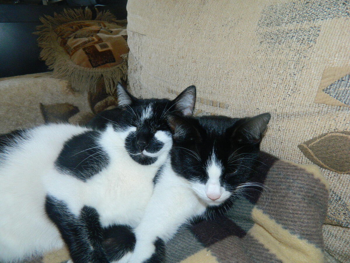 Кузя и Лиза спят. Они были, как два попугая-неразлучника...