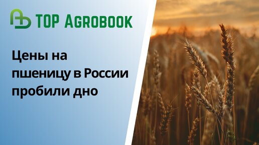 Цены на пшеницу в России пробили дно | TOP Agrobook: обзор аграрных новостей
