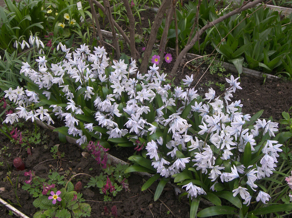 Scilla mischtschenkoana 'Tubergeniana', цветущая в моем саду 21 марта 2023.