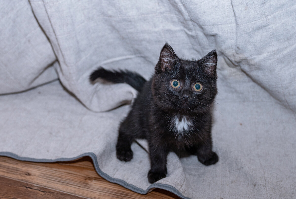 Вот такой отважный клоп у нас в прошлом году появился