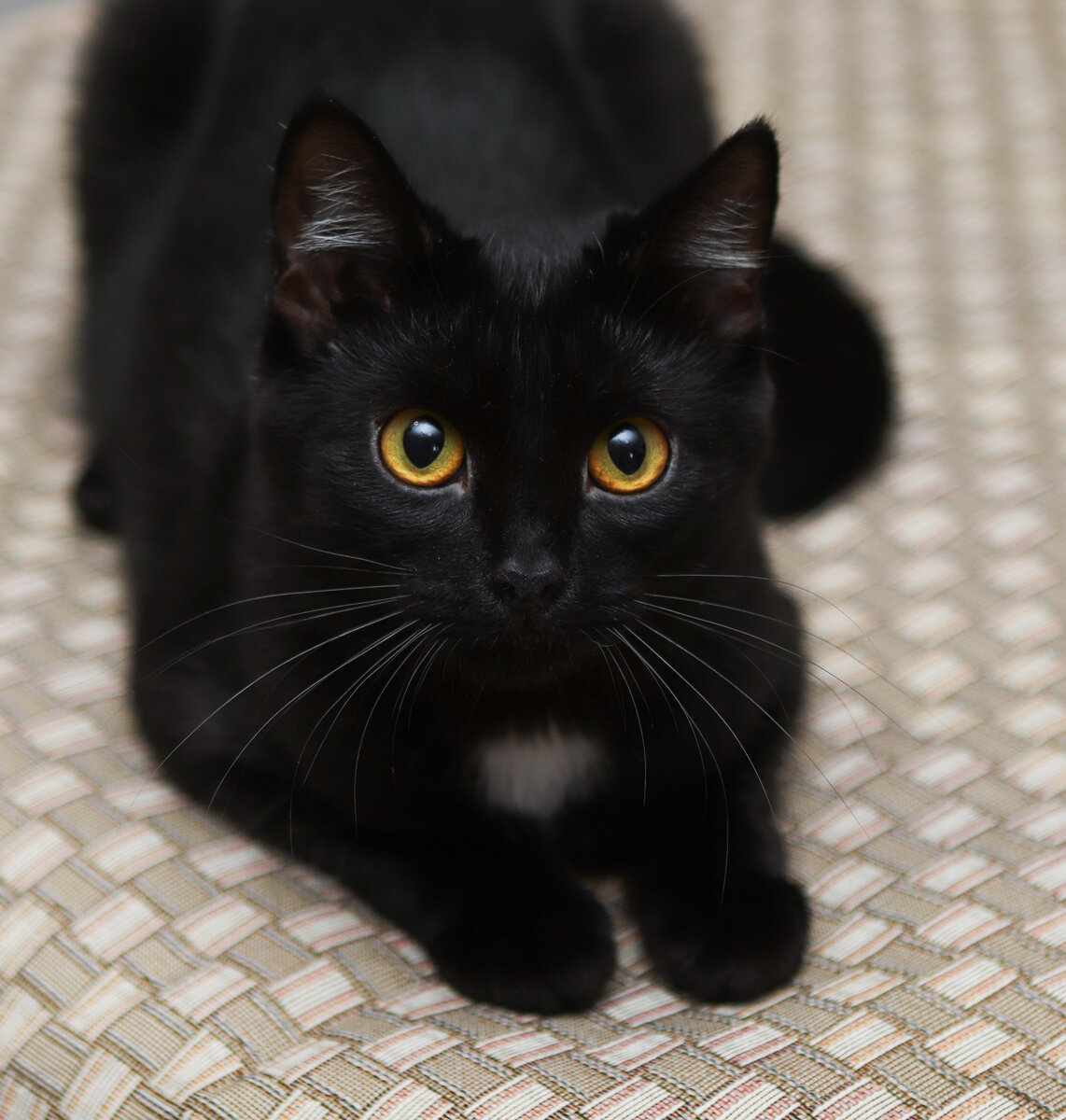 Черные кошки однозначно обладают какой-то приятной магией