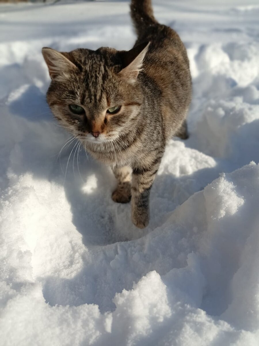 Здоровая Моркис😊