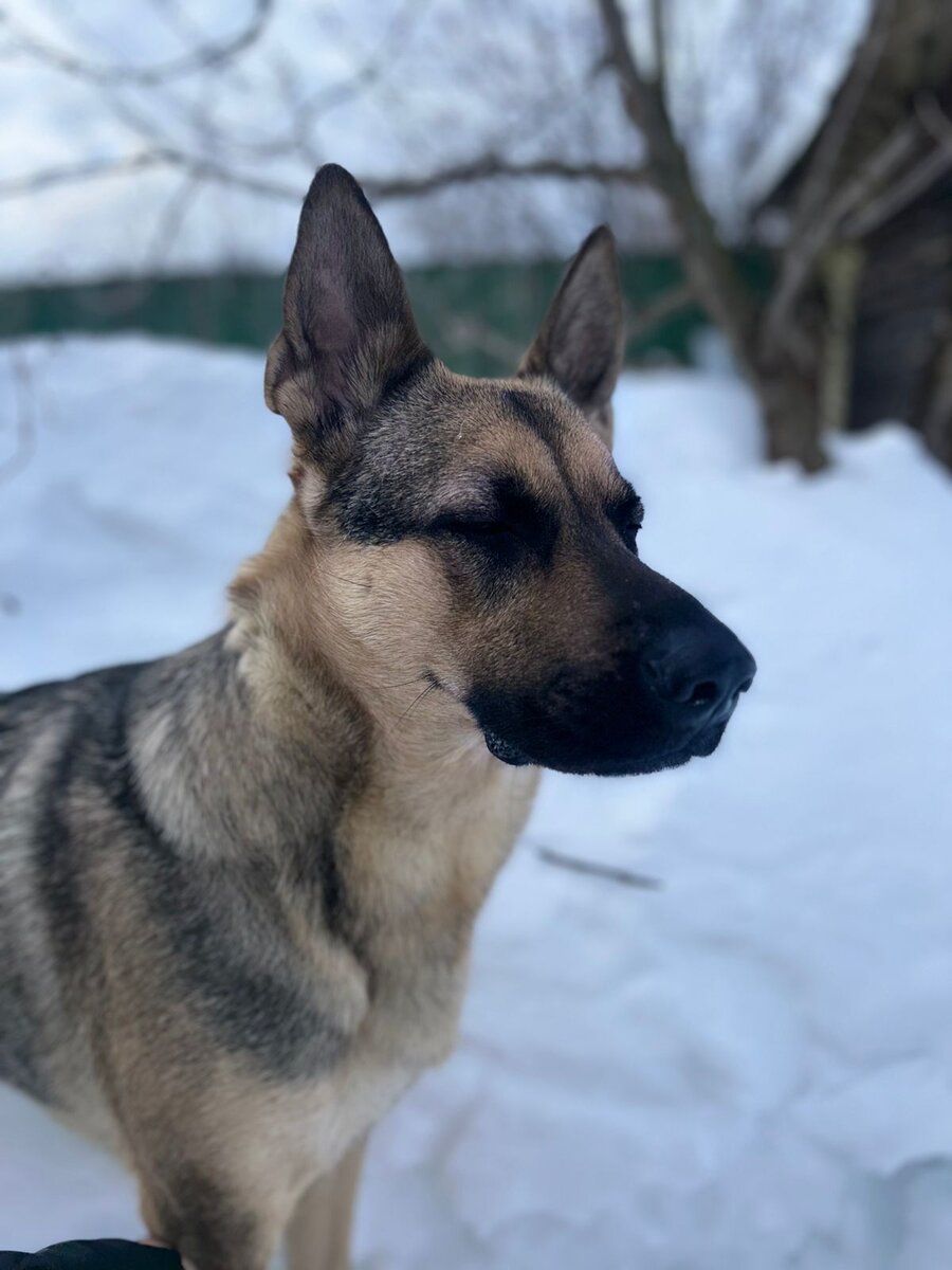 Белла 