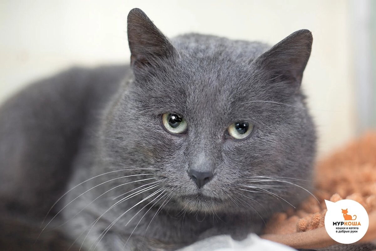 Найден на улице.